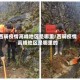 西畴疫情高峰地区是哪里/西畴疫情高峰地区是哪里的