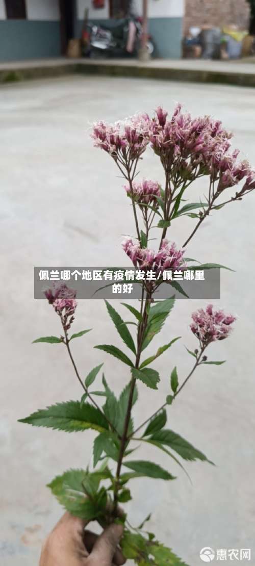 佩兰哪个地区有疫情发生/佩兰哪里的好-第1张图片