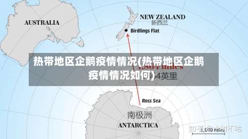 热带地区企鹅疫情情况(热带地区企鹅疫情情况如何)-第1张图片