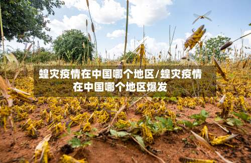 蝗灾疫情在中国哪个地区/蝗灾疫情在中国哪个地区爆发-第2张图片