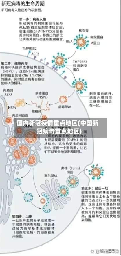 国内新冠疫情重点地区(中国新冠病毒重点地区)-第1张图片